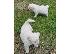 PoulaTo: Όμορφα Golden Puppys Retriever